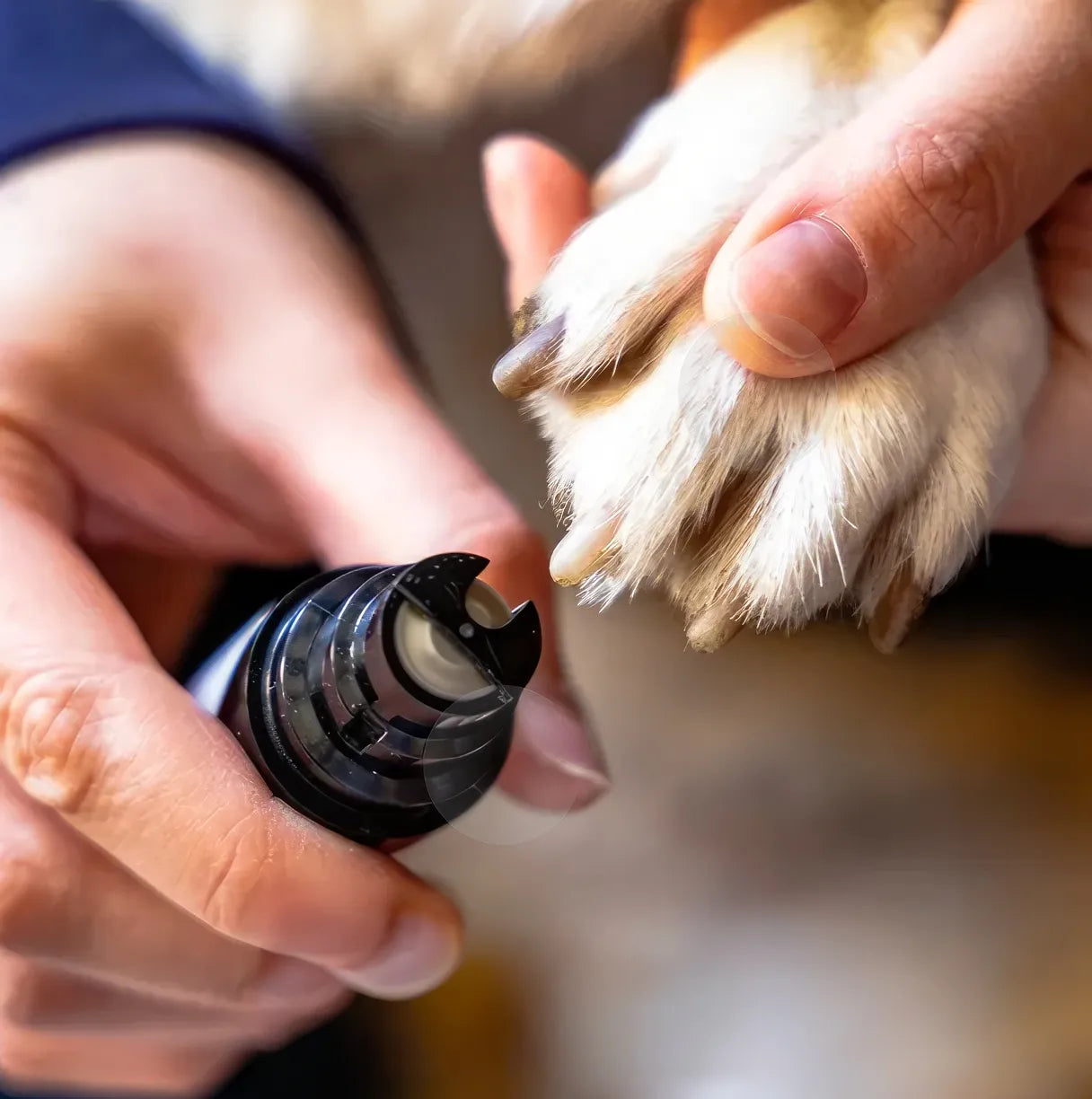 Nagelpflege für Haustiere